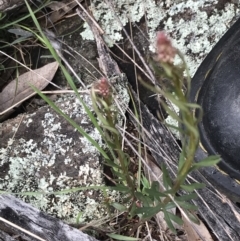 Stackhousia monogyna at Deakin, ACT - 28 Aug 2021