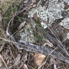 Stackhousia monogyna at Deakin, ACT - 28 Aug 2021