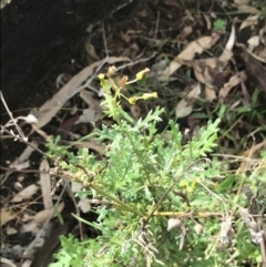 Senecio bathurstianus (Rough Fireweed) at Red Hill, ACT - 28 Aug 2021 by Tapirlord