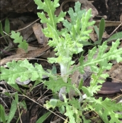 Senecio bathurstianus at Red Hill, ACT - 28 Aug 2021