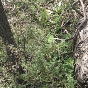 Senecio bathurstianus at Red Hill, ACT - 28 Aug 2021