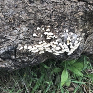 Stereum sp. at Red Hill, ACT - 28 Aug 2021