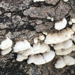 Stereum sp. at Red Hill, ACT - 28 Aug 2021