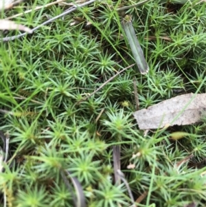 Polytrichaceae sp. (family) at Hughes, ACT - 28 Aug 2021