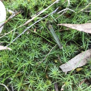 Polytrichaceae sp. (family) at Hughes, ACT - 28 Aug 2021 11:42 AM