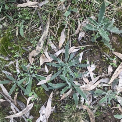 Plantago varia (Native Plaintain) at Hughes, ACT - 28 Aug 2021 by Tapirlord