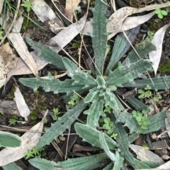 Plantago varia at Hughes, ACT - 28 Aug 2021 11:36 AM