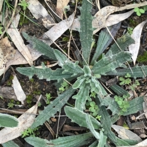 Plantago varia at Hughes, ACT - 28 Aug 2021 11:36 AM