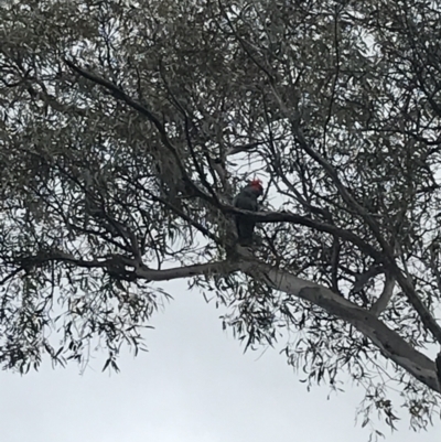 Callocephalon fimbriatum (Gang-gang Cockatoo) at Red Hill Nature Reserve - 28 Aug 2021 by Tapirlord