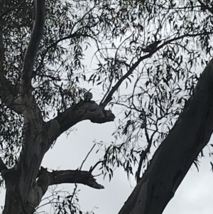 Callocephalon fimbriatum at Hughes, ACT - 28 Aug 2021