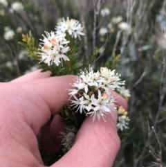 Leionema sp. at Hughes Grassy Woodland - 28 Aug 2021 by Tapirlord