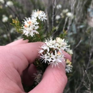 Leionema sp. at Hughes, ACT - 28 Aug 2021