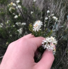 Leionema sp. at Hughes, ACT - 28 Aug 2021 11:15 AM