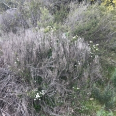 Leionema sp. at Hughes, ACT - 28 Aug 2021