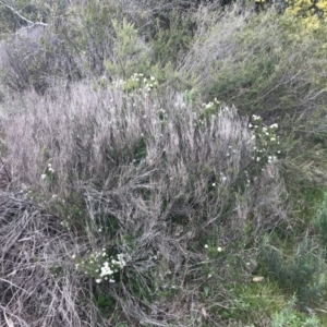 Leionema sp. at Hughes, ACT - 28 Aug 2021 11:15 AM