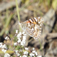 Vanessa kershawi (Australian Painted Lady) at Mount Taylor - 1 Sep 2021 by MatthewFrawley