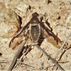 Aleucosia sp. (genus) (Bee Fly) at Gigerline Nature Reserve - 2 Sep 2021 by JohnBundock