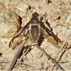 Aleucosia sp. (genus) (Bee Fly) at Tennent, ACT - 2 Sep 2021 by JohnBundock