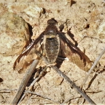 Aleucosia sp. (genus) (Bee Fly) at Gigerline Nature Reserve - 2 Sep 2021 by JohnBundock