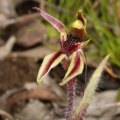 Caladenia actensis (Canberra Spider Orchid) by DerekC