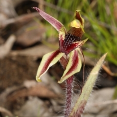 Caladenia actensis (Canberra Spider Orchid) at Majura, ACT - 1 Sep 2021 by DerekC