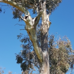 Callocephalon fimbriatum at Kambah, ACT - suppressed