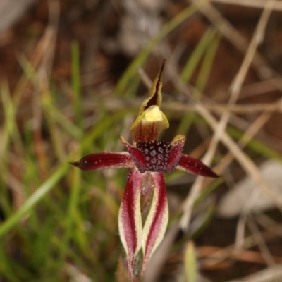 Caladenia actensis (Canberra Spider Orchid) at Majura, ACT - 1 Sep 2021 by DerekC