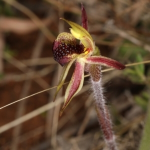 Caladenia actensis at suppressed - 1 Sep 2021