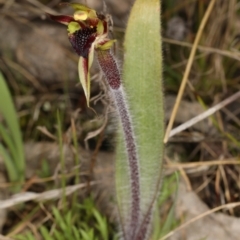 Caladenia actensis at suppressed - 1 Sep 2021