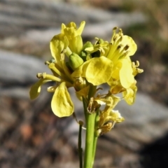 Hirschfeldia incana (Buchan Weed) at Gigerline Nature Reserve - 2 Sep 2021 by JohnBundock
