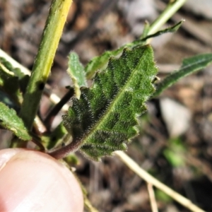 Hirschfeldia incana at Tennent, ACT - 2 Sep 2021 12:24 PM