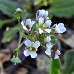 Capsella bursa-pastoris (Shepherd's Purse) at Gigerline Nature Reserve - 2 Sep 2021 by JohnBundock