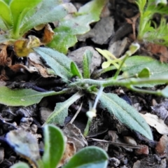 Capsella bursa-pastoris at Tennent, ACT - 2 Sep 2021 12:15 PM