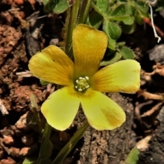 Oxalis sp. (Wood Sorrel) at Gigerline Nature Reserve - 2 Sep 2021 by JohnBundock