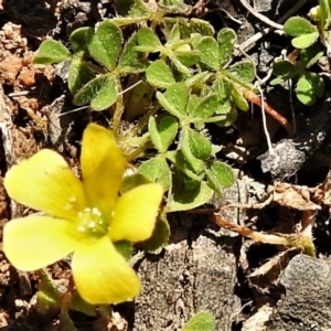 Oxalis sp. at Tennent, ACT - 2 Sep 2021