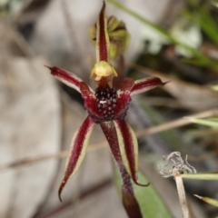 Caladenia actensis (Canberra Spider Orchid) at Majura, ACT - 1 Sep 2021 by DerekC