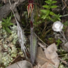 Caladenia actensis at suppressed - 1 Sep 2021