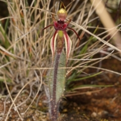 Caladenia actensis at suppressed - 1 Sep 2021