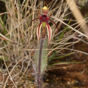 Caladenia actensis at suppressed - 1 Sep 2021