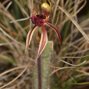 Caladenia actensis at suppressed - suppressed