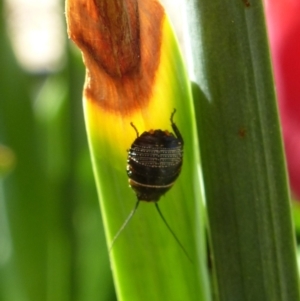 Ellipsidion australe at Wanniassa, ACT - 2 Sep 2021 02:17 PM