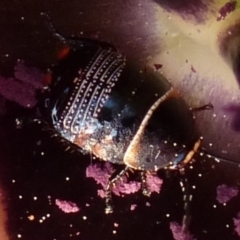 Ellipsidion australe at Wanniassa, ACT - 2 Sep 2021