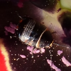 Ellipsidion australe at Wanniassa, ACT - 2 Sep 2021