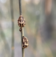 Harmonia conformis (Common Spotted Ladybird) at Jerrabomberra, NSW - 1 Sep 2021 by cherylhodges