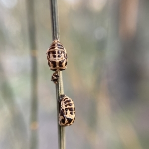 Harmonia conformis at Jerrabomberra, NSW - 1 Sep 2021