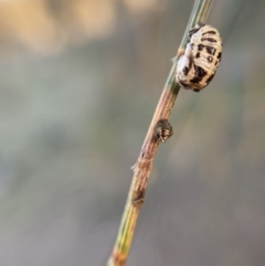 Harmonia conformis at Jerrabomberra, NSW - 1 Sep 2021