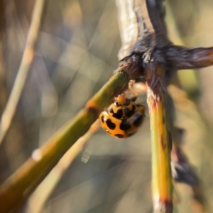 Harmonia conformis at Jerrabomberra, NSW - 1 Sep 2021