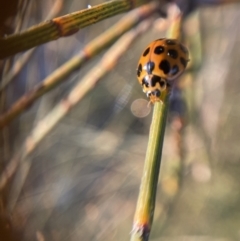 Harmonia conformis at Jerrabomberra, NSW - 1 Sep 2021