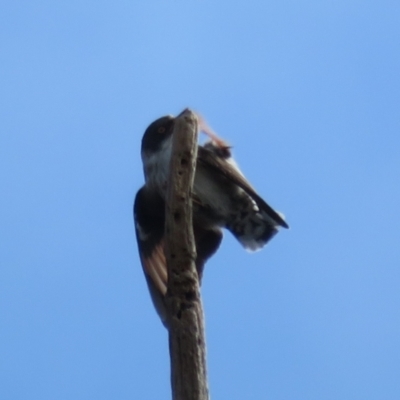 Daphoenositta chrysoptera (Varied Sittella) at Molonglo River Reserve - 28 Aug 2021 by Christine