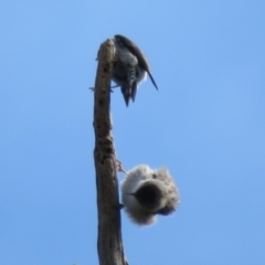 Daphoenositta chrysoptera at Holt, ACT - 28 Aug 2021